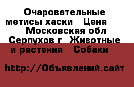 Очаровательные метисы хаски › Цена ­ 500 - Московская обл., Серпухов г. Животные и растения » Собаки   